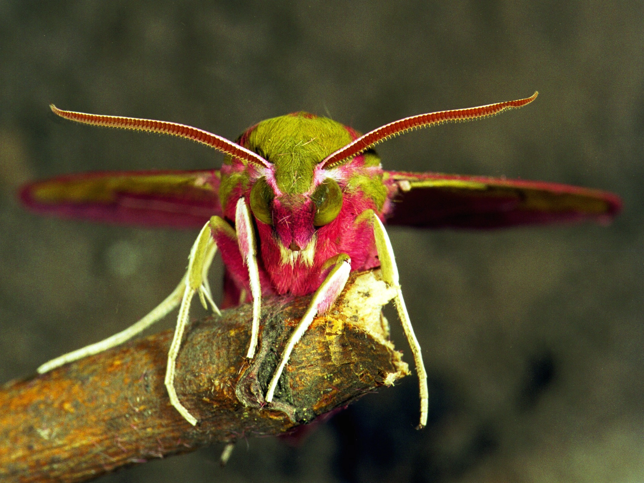 236_23, Deilephila elpenor.jpg
